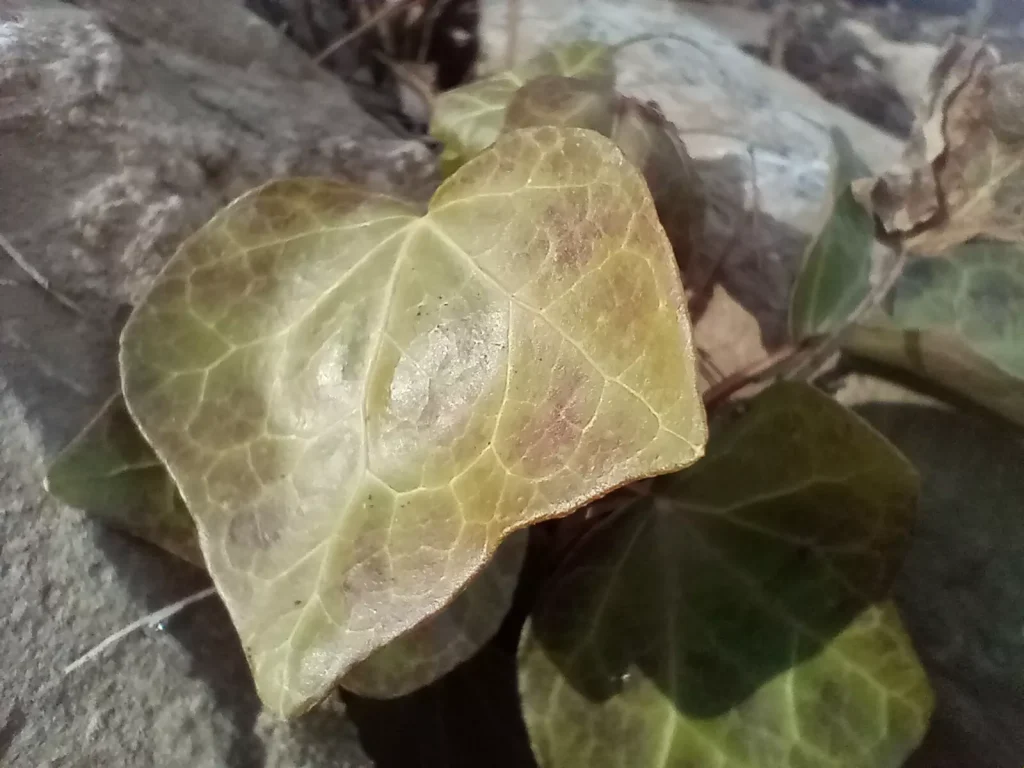 NUU N20 LEAF
